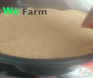 AGRIC GREEN AFRICAN SPINACH (EFO TETE) SEED