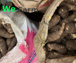 CASSAVA (per sac)