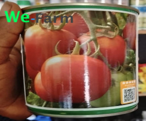 COBRA TOMATOES SEED