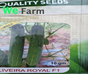 CUCUMBER SEED 10g