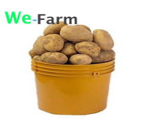 IRISH POTATO - 4L