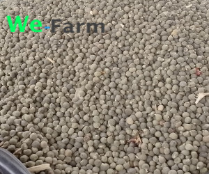OKRA SEED (per 4L paint rubber)