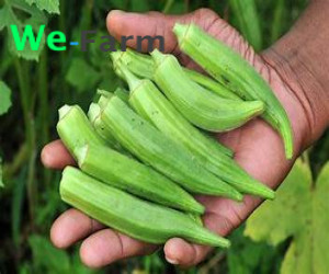 OKRA (per 4L paint rubber)