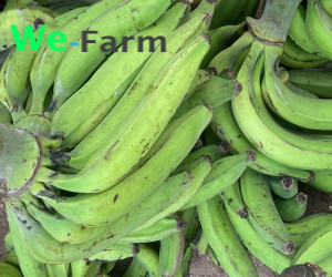 PLANTAIN (per bunch of 20)