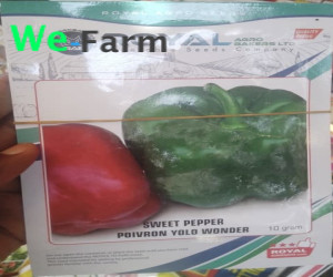 SWEET PEPPER - POIVRON YOLO WONDER 10g