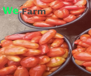 TOMATO (small bucket)