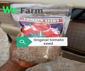 TOMATO SEED