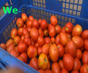Tomato (per crate)