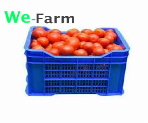 TOMATO