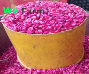 TREATED HYBRID MAIZE SEED (per 4L paint rubber)